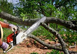 Tree and Shrub Care in Penn Farms, PA