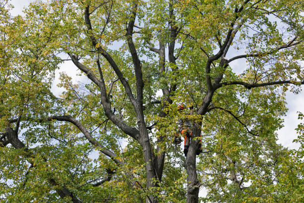 How Our Tree Care Process Works  in  Penn Farms, PA